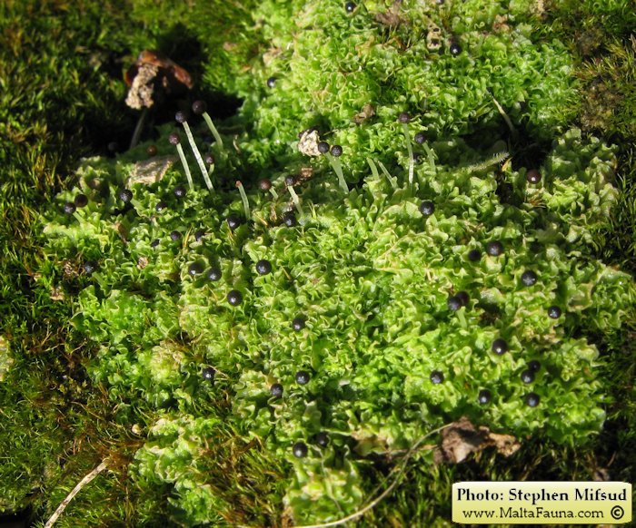 Fossombronia caespitiformis (Spanish Frillwort). This page is part of www.MaltaWildPlants.com website by Stephen Mifsud, Malta