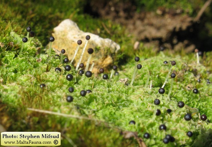 Fossombronia caespitiformis (Spanish Frillwort). This page is part of www.MaltaWildPlants.com website by Stephen Mifsud, Malta