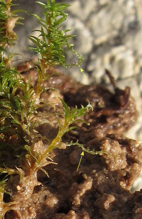 Leiocolea turbinata (Top Notchwort). This page is part of www.MaltaWildPlants.com website by Stephen Mifsud, Malta