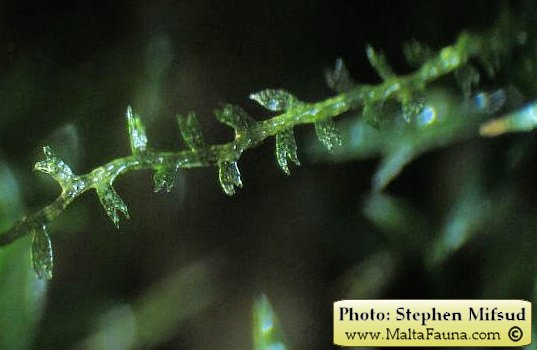 Leiocolea turbinata (Top Notchwort). This page is part of www.MaltaWildPlants.com website by Stephen Mifsud, Malta