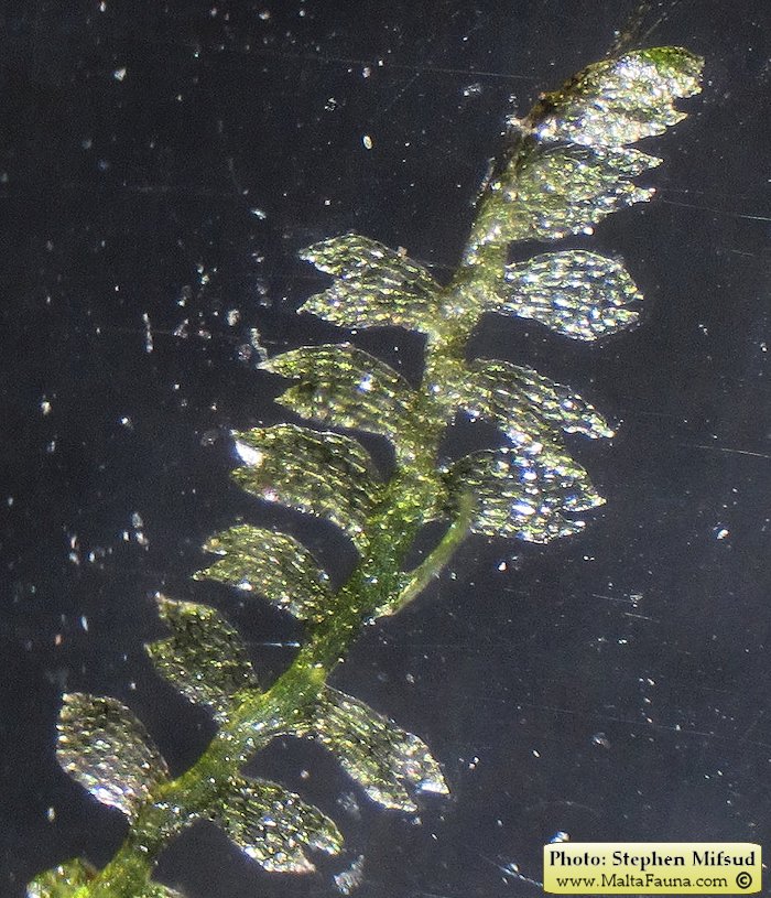 Leiocolea turbinata (Top Notchwort). This page is part of www.MaltaWildPlants.com website by Stephen Mifsud, Malta