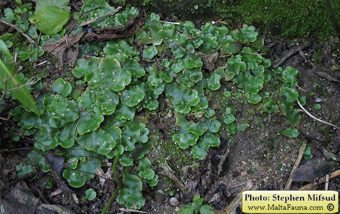 Lunularia cruciata (Crescent-cup Liverwort). This page is part of www.MaltaWildPlants.com website by Stephen Mifsud, Malta