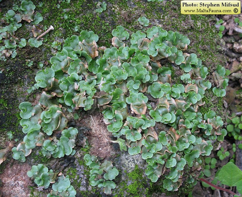 Lunularia cruciata (Crescent-cup Liverwort). This page is part of www.MaltaWildPlants.com website by Stephen Mifsud, Malta