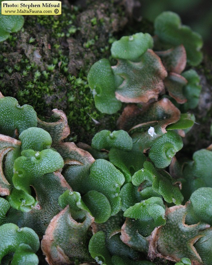 Lunularia cruciata (Crescent-cup Liverwort). This page is part of www.MaltaWildPlants.com website by Stephen Mifsud, Malta