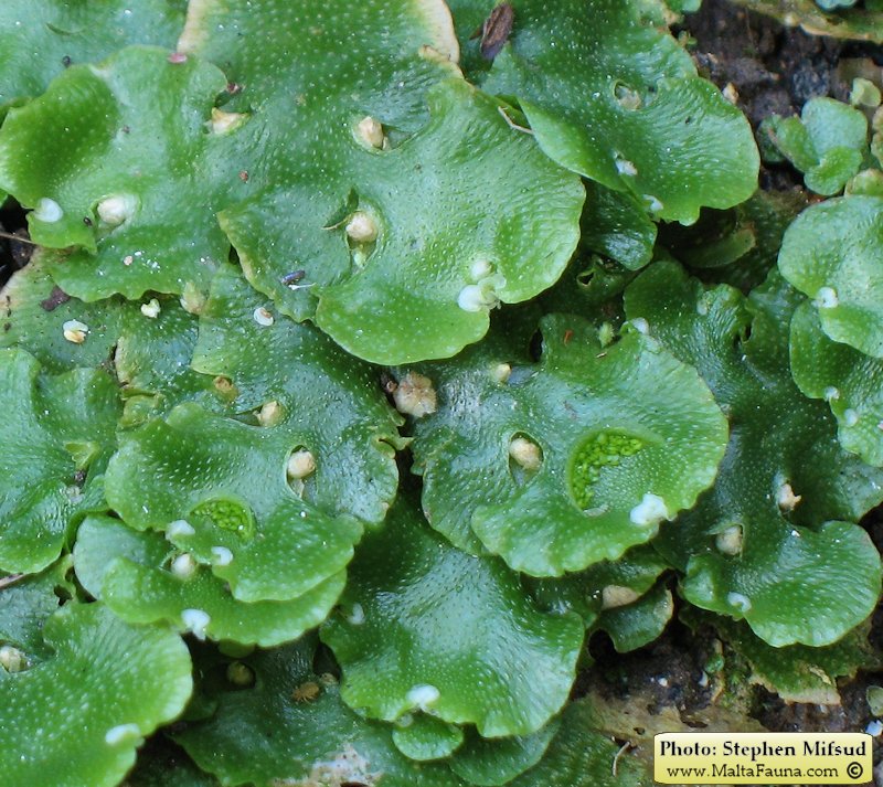 Lunularia cruciata (Crescent-cup Liverwort). This page is part of www.MaltaWildPlants.com website by Stephen Mifsud, Malta
