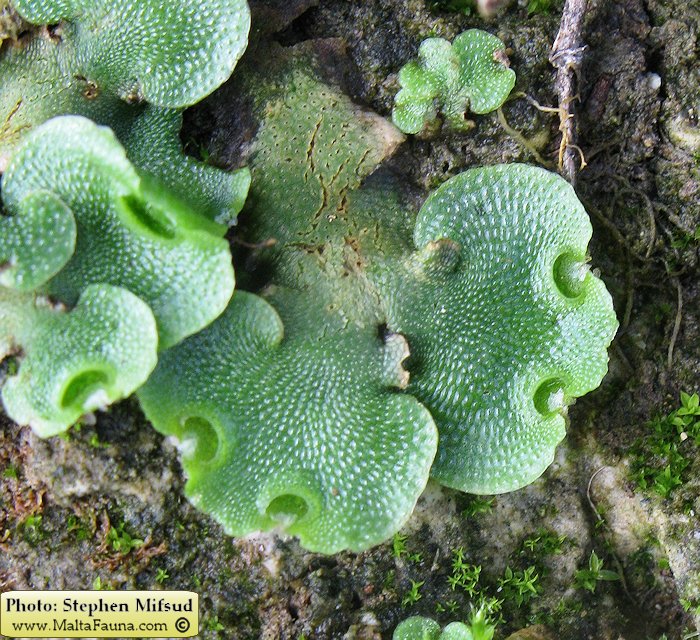Lunularia cruciata (Crescent-cup Liverwort). This page is part of www.MaltaWildPlants.com website by Stephen Mifsud, Malta