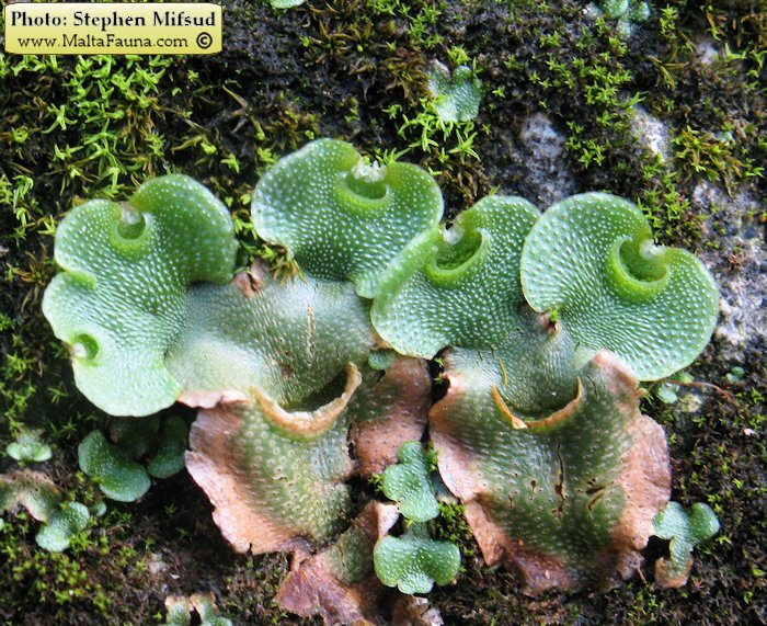 Lunularia cruciata (Crescent-cup Liverwort). This page is part of www.MaltaWildPlants.com website by Stephen Mifsud, Malta