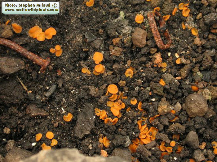 Anthracobia melaloma (English name not known). This page is part of www.MaltaWildPlants.com website by Stephen Mifsud, Malta