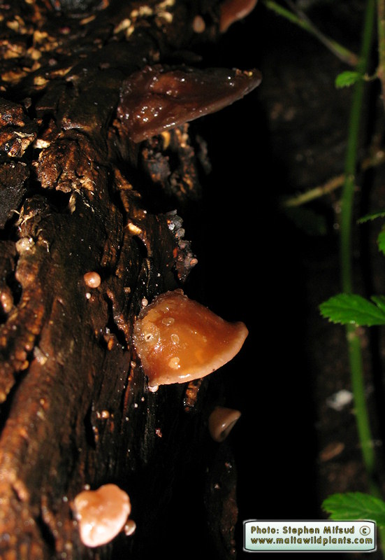 Auricularia auricula-judae (Jew's Ear). This page is part of www.MaltaWildPlants.com website by Stephen Mifsud, Malta