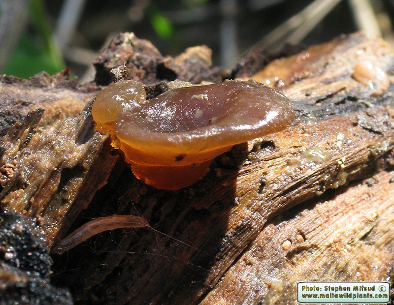 Auricularia auricula-judae (Jew's Ear). This page is part of www.MaltaWildPlants.com website by Stephen Mifsud, Malta