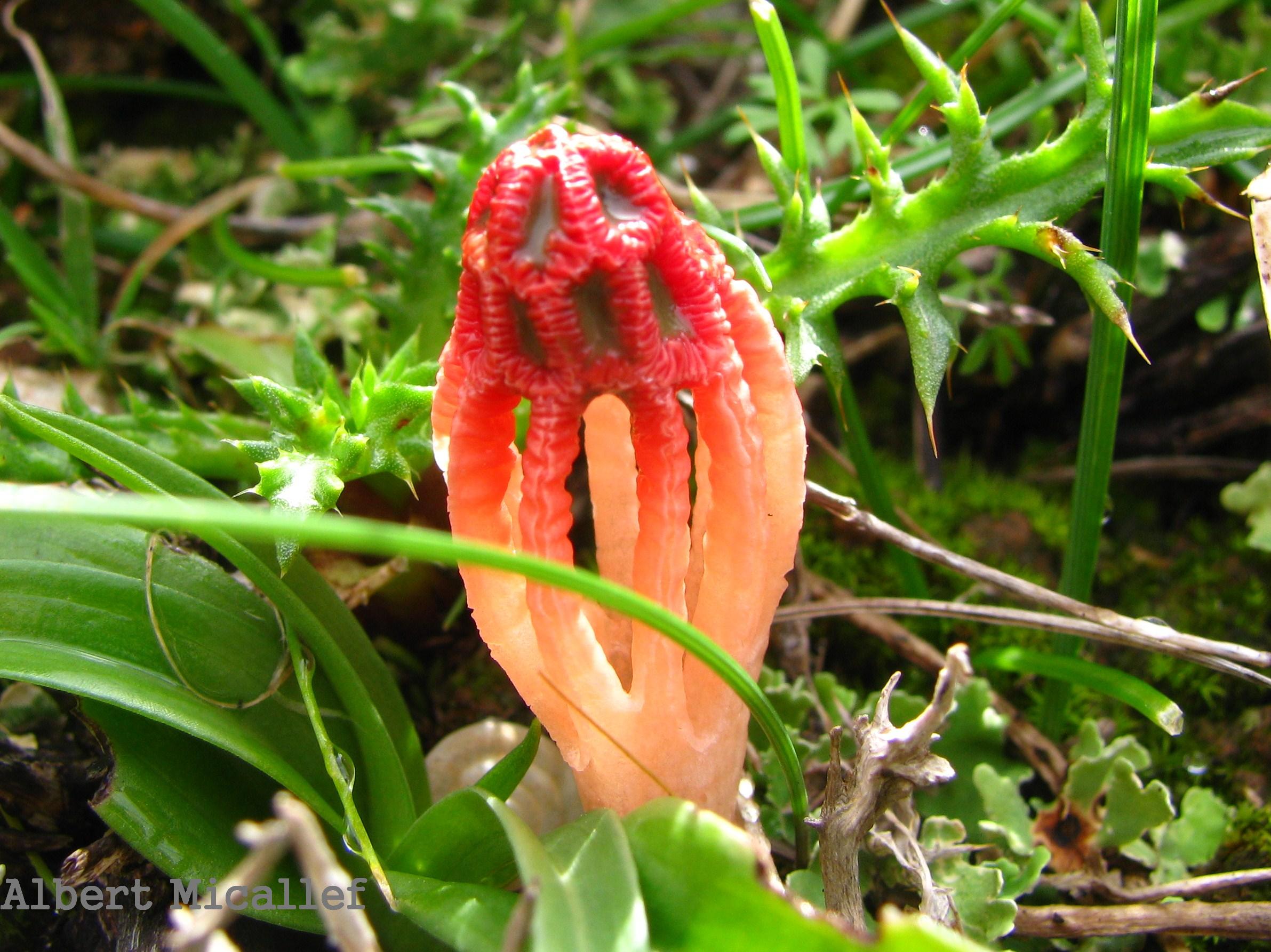 Colus hirudinosus (Colus). This page is part of www.MaltaWildPlants.com website by Stephen Mifsud, Malta