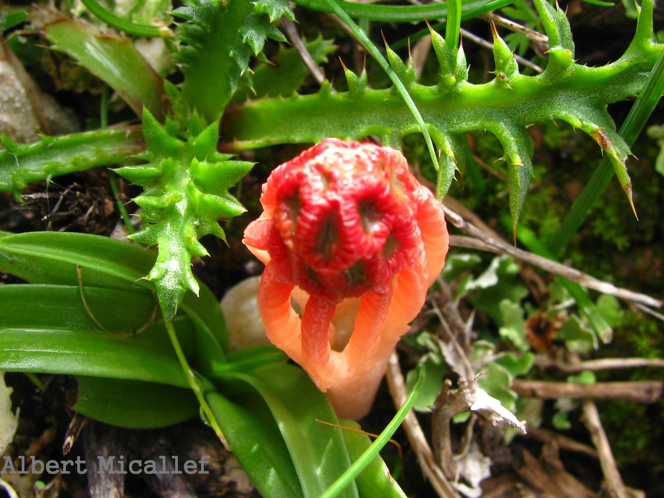 Colus hirudinosus (Colus). This page is part of www.MaltaWildPlants.com website by Stephen Mifsud, Malta