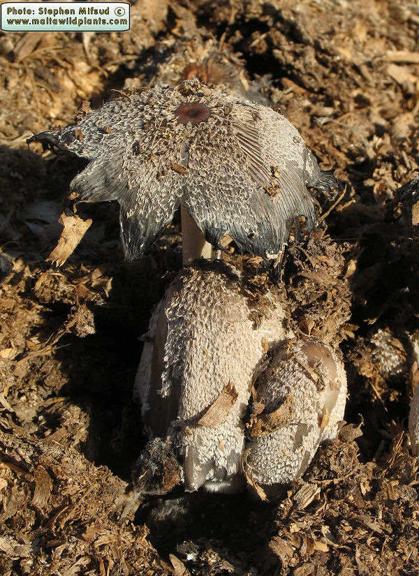 Coprinopsis cinerea (Inky cap fungus). This page is part of www.MaltaWildPlants.com website by Stephen Mifsud, Malta