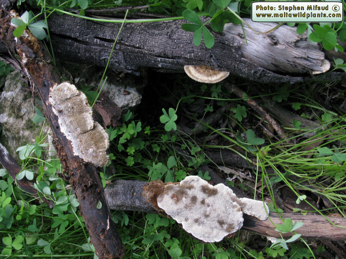 Coriolopsis gallica (Polypore fungus). This page is part of www.MaltaWildPlants.com website by Stephen Mifsud, Malta