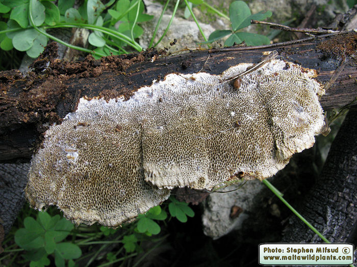Coriolopsis gallica (Polypore fungus). This page is part of www.MaltaWildPlants.com website by Stephen Mifsud, Malta