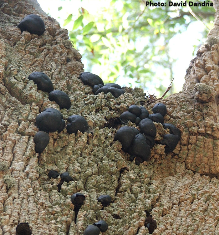 Daldinia concentrica (Cramp Balls). This page is part of www.MaltaWildPlants.com website by Stephen Mifsud, Malta