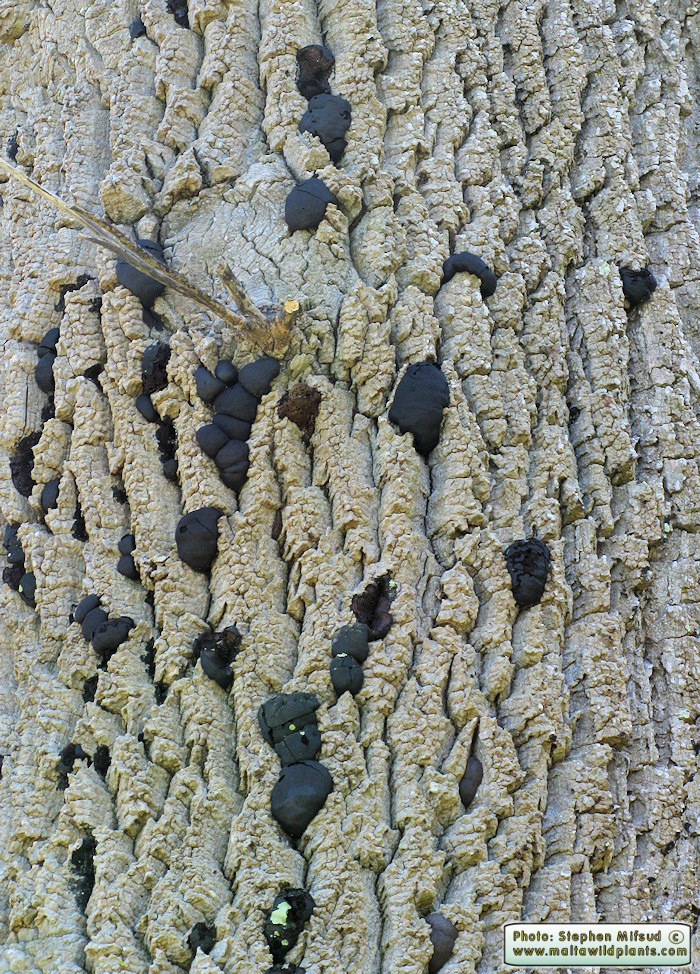 Daldinia concentrica (Cramp Balls). This page is part of www.MaltaWildPlants.com website by Stephen Mifsud, Malta
