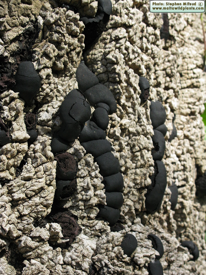 Daldinia concentrica (Cramp Balls). This page is part of www.MaltaWildPlants.com website by Stephen Mifsud, Malta