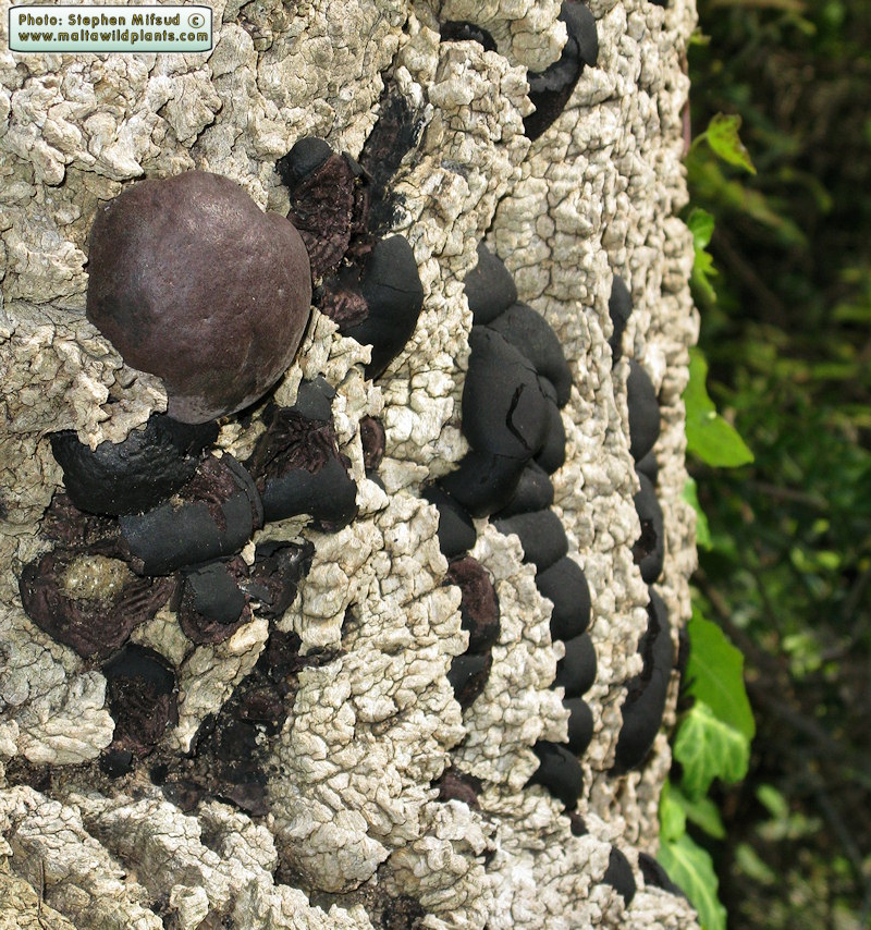 Daldinia concentrica (Cramp Balls). This page is part of www.MaltaWildPlants.com website by Stephen Mifsud, Malta