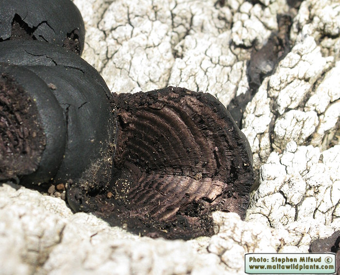 Daldinia concentrica (Cramp Balls). This page is part of www.MaltaWildPlants.com website by Stephen Mifsud, Malta