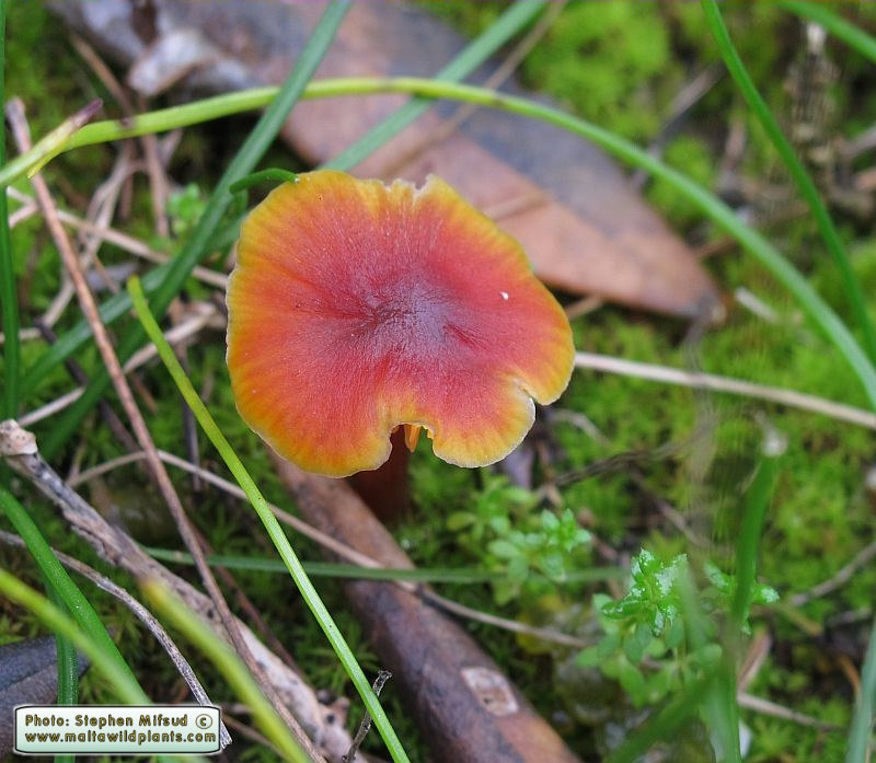 Hygrocybe conica (Witch's hat). This page is part of www.MaltaWildPlants.com website by Stephen Mifsud, Malta