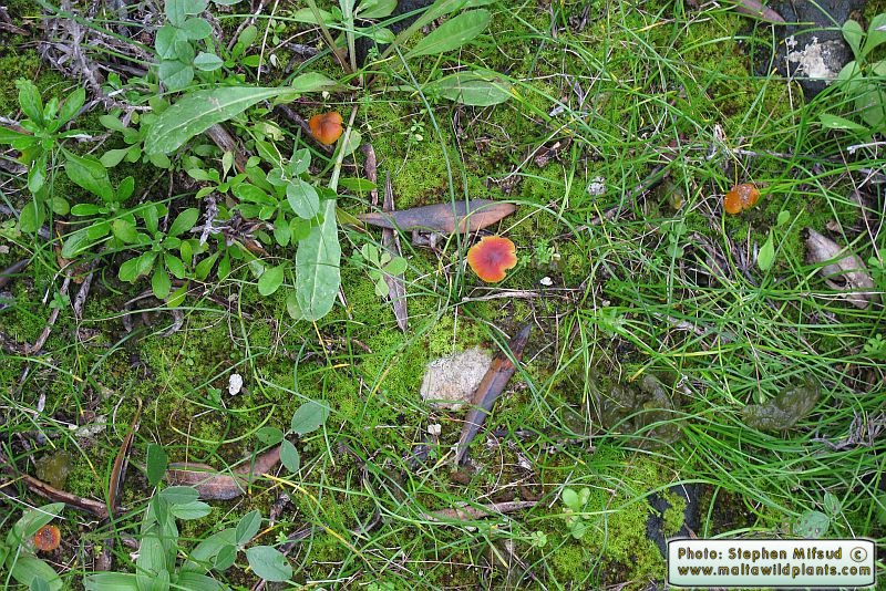Hygrocybe conica (Witch's hat). This page is part of www.MaltaWildPlants.com website by Stephen Mifsud, Malta