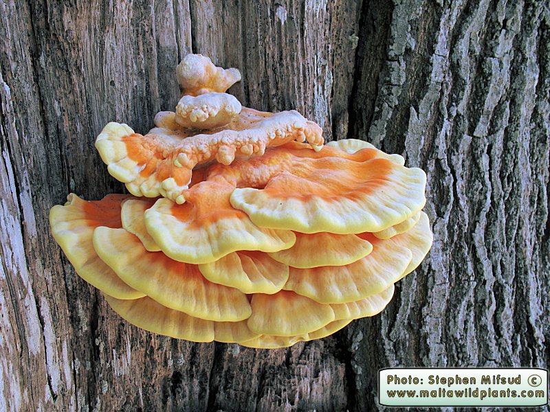 Laetiporus sulphureus (Chicken of the Woods). This page is part of www.MaltaWildPlants.com website by Stephen Mifsud, Malta
