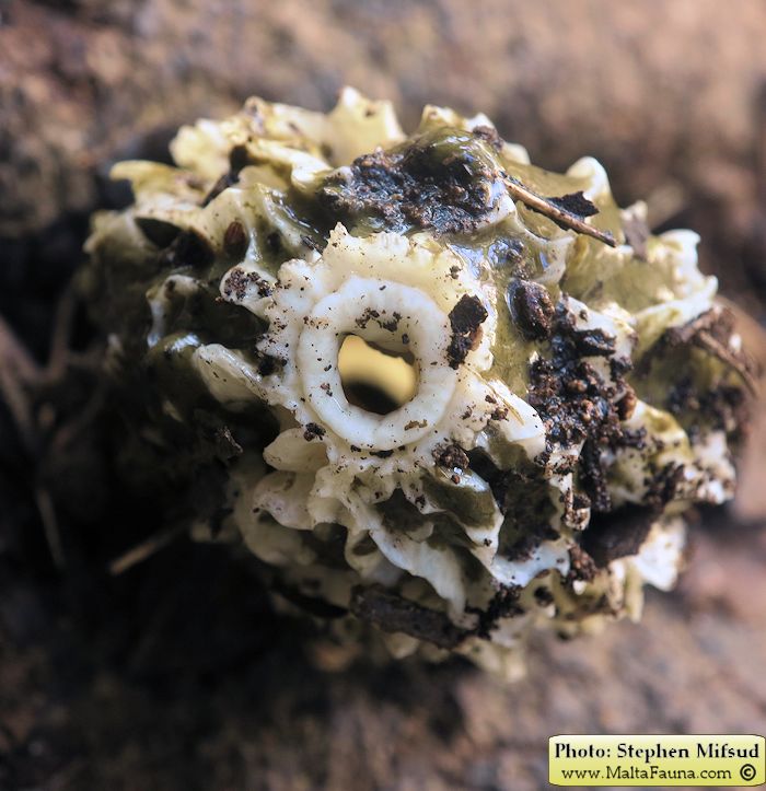 Phallus impudicus (Common stinkhorn). This page is part of www.MaltaWildPlants.com website by Stephen Mifsud, Malta
