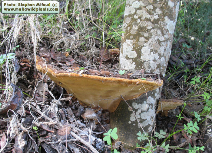 Phellinus torulosus (Eucalyptus white rot). This page is part of www.MaltaWildPlants.com website by Stephen Mifsud, Malta