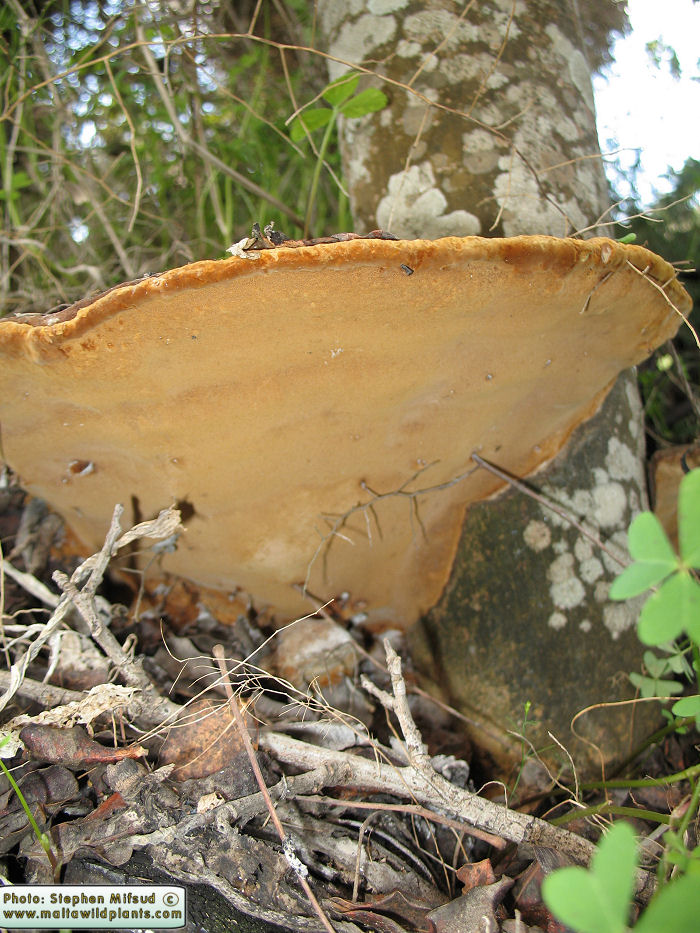 Phellinus torulosus (Eucalyptus white rot). This page is part of www.MaltaWildPlants.com website by Stephen Mifsud, Malta