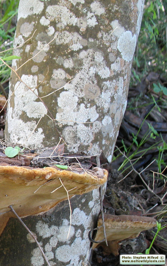 Phellinus torulosus (Eucalyptus white rot). This page is part of www.MaltaWildPlants.com website by Stephen Mifsud, Malta