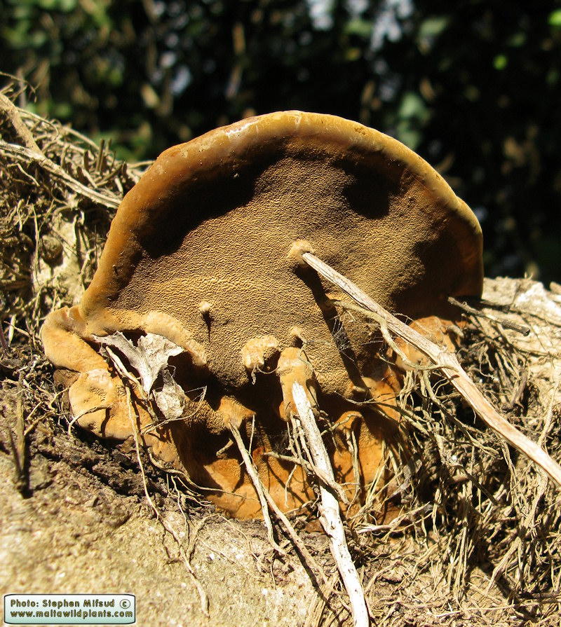 Phellinus torulosus (Eucalyptus white rot). This page is part of www.MaltaWildPlants.com website by Stephen Mifsud, Malta