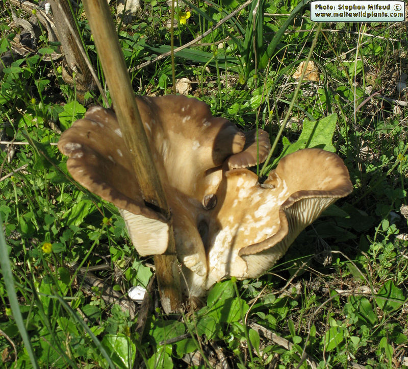 Pleurotus fuscus var. ferulae (French horn mushroom). This page is part of www.MaltaWildPlants.com website by Stephen Mifsud, Malta