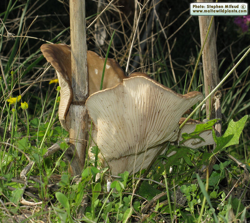 Pleurotus fuscus var. ferulae (French horn mushroom). This page is part of www.MaltaWildPlants.com website by Stephen Mifsud, Malta