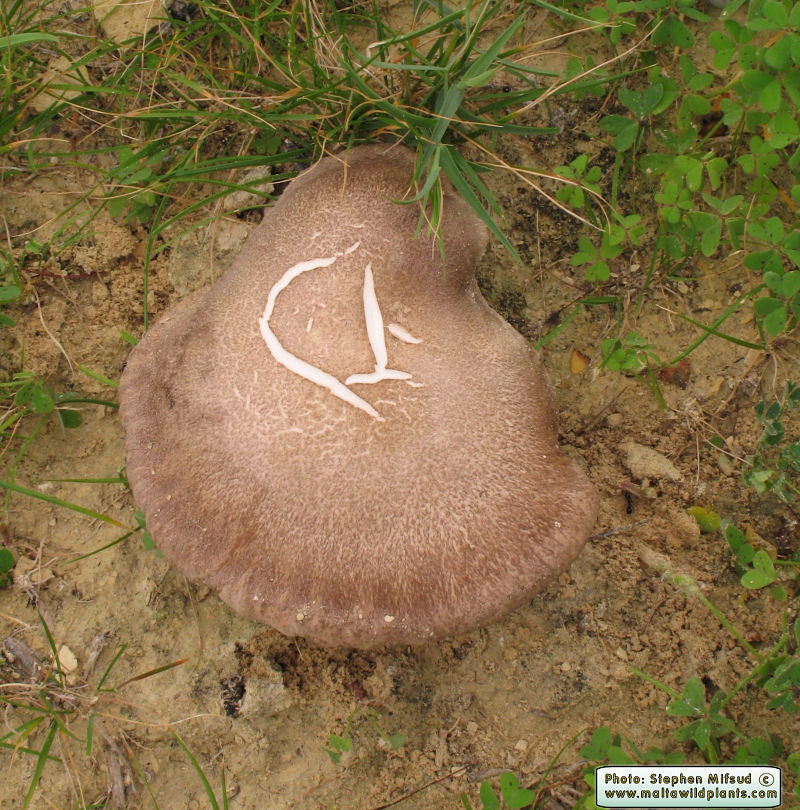 Pleurotus fuscus var. ferulae (French horn mushroom). This page is part of www.MaltaWildPlants.com website by Stephen Mifsud, Malta
