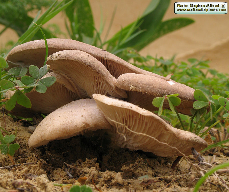 Pleurotus fuscus var. ferulae (French horn mushroom). This page is part of www.MaltaWildPlants.com website by Stephen Mifsud, Malta
