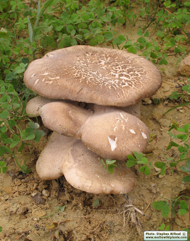 Pleurotus fuscus var. ferulae (French horn mushroom). This page is part of www.MaltaWildPlants.com website by Stephen Mifsud, Malta