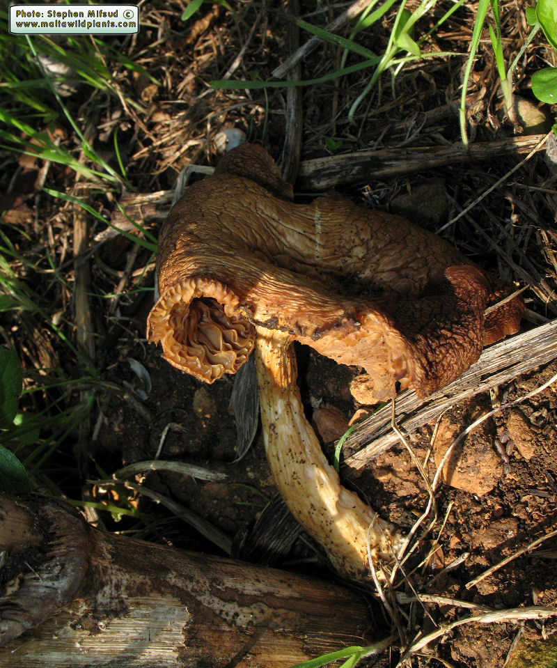Pleurotus fuscus var. ferulae (French horn mushroom). This page is part of www.MaltaWildPlants.com website by Stephen Mifsud, Malta