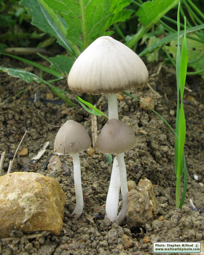 Psathyrella candolleana (Common Crumble Cap). This page is part of www.MaltaWildPlants.com website by Stephen Mifsud, Malta