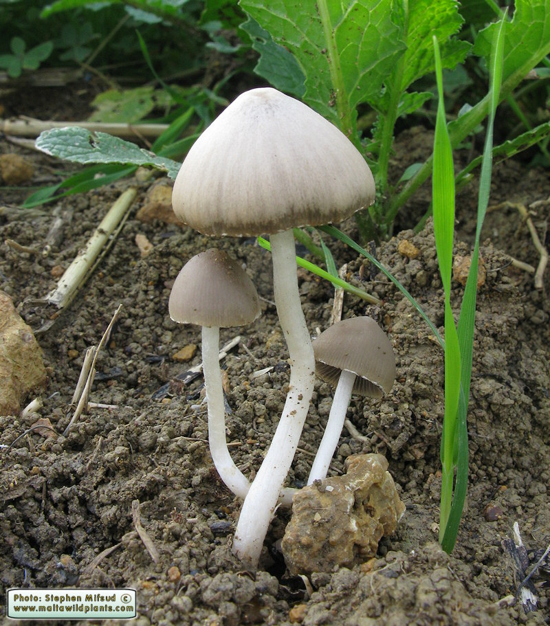 Psathyrella candolleana (Common Crumble Cap). This page is part of www.MaltaWildPlants.com website by Stephen Mifsud, Malta