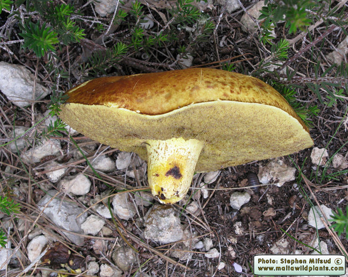 Suillus collinitus (Pine Boletus). This page is part of www.MaltaWildPlants.com website by Stephen Mifsud, Malta