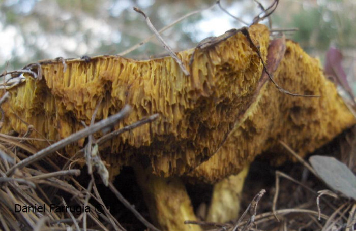 Suillus collinitus (Pine Boletus). This page is part of www.MaltaWildPlants.com website by Stephen Mifsud, Malta