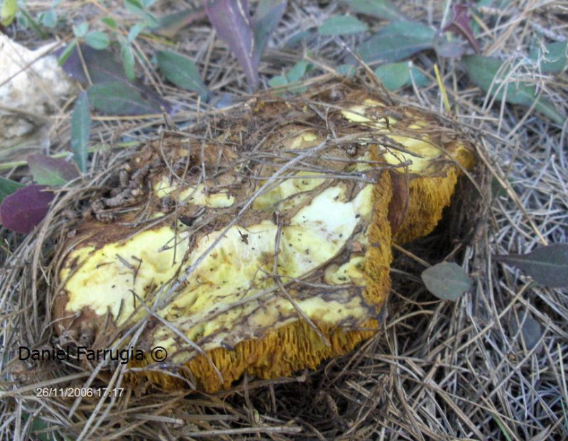 Suillus collinitus (Pine Boletus). This page is part of www.MaltaWildPlants.com website by Stephen Mifsud, Malta