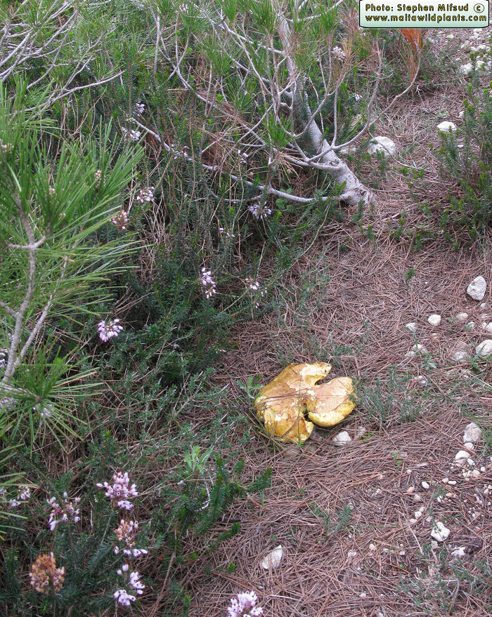 Suillus collinitus (Pine Boletus). This page is part of www.MaltaWildPlants.com website by Stephen Mifsud, Malta