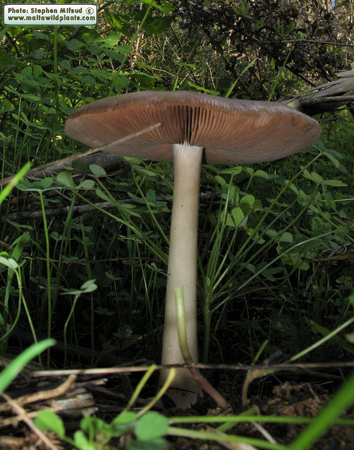Volvopluteus gloiocephalus (Stubble rosegill). This page is part of www.MaltaWildPlants.com website by Stephen Mifsud, Malta