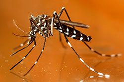 Aedes albopictus (Tiger mosquito)
- (Click for hires photos and details)