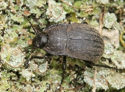 Alphasida grossa melitana (Tortoise darkling beetle)
- (Click for hires photos and details)
