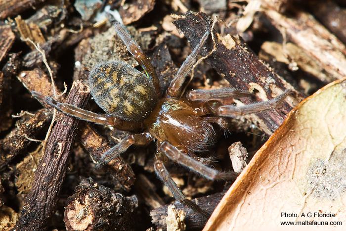 Amaurobius erberi (English name not known)
- (Click for hires photos and details)