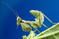 Ameles spallanzania (European Dwarf Mantis)
- (Click for hires photos and details)