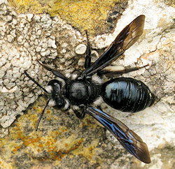 Andrena agilissima (Agile Mining Bee)
- (Click for hires photos and details)